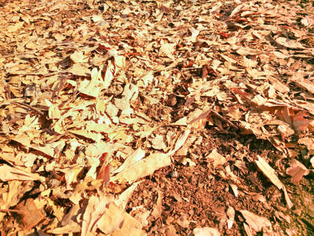 Selective focus Dry leaves autumn backgroundの写真素材