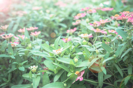Selective focus flowers background. Amazing view of colorful  flowering in the garden and green grass landscape at Winter dayの写真素材