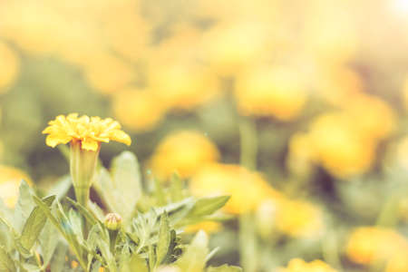 Selective focus flowers background. Amazing view of colorful  flowering in the garden and green grass landscape at Summer dayの写真素材