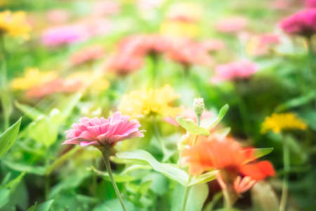 Selective focus flowers background. Amazing view of colorful  flowering in the garden and green grass landscape at Summer dayの写真素材