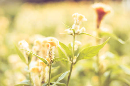 Selective focus flowers background. Amazing view of colorful  flowering in the garden and green grass landscape at Summer dayの写真素材