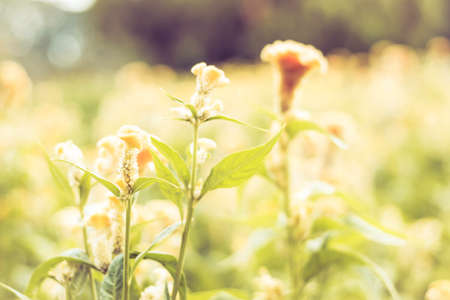 Selective focus flowers background. Amazing view of colorful  flowering in the garden and green grass landscape at Summer dayの写真素材