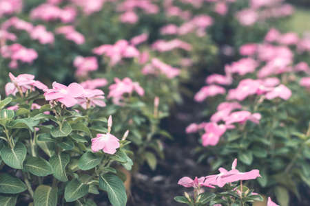 Selective focus flowers background. Amazing view of colorful  flowering in the garden and green...