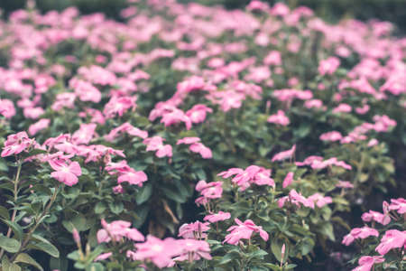 Selective focus flowers background. Amazing view of colorful  flowering in the garden and green grass landscape at Winter dayの写真素材