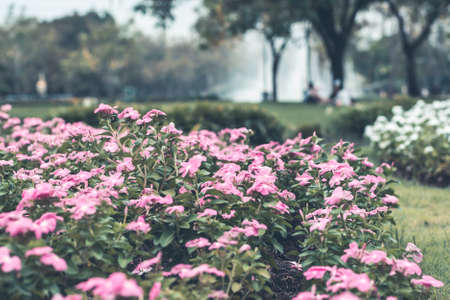 Selective focus flowers background. Amazing view of colorful  flowering in the garden and green grass landscape at Winter dayの写真素材