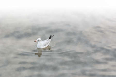 group seagull floating on water and plus fogの写真素材