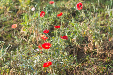 Selective colorful flower in spring time for backgroundの写真素材