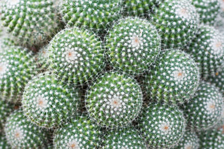 Cactus in desert  for background or wallpaperの写真素材