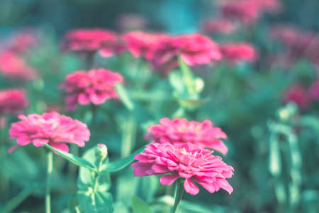 Selective focus colorful flowers for backgroundの写真素材