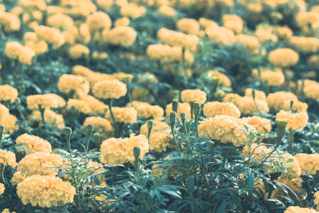Selective focus colorful flowers for backgroundの写真素材