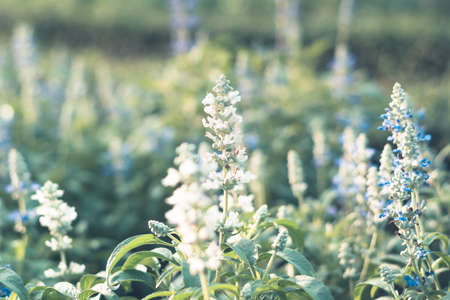 Selective focus colorful flowers for backgroundの写真素材
