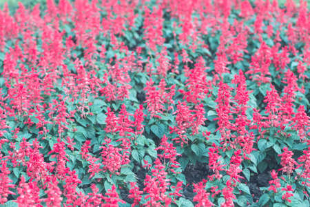 Selective focus colorful flowers for backgroundの写真素材