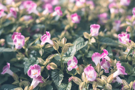 Selective focus colorful flowers for backgroundの写真素材