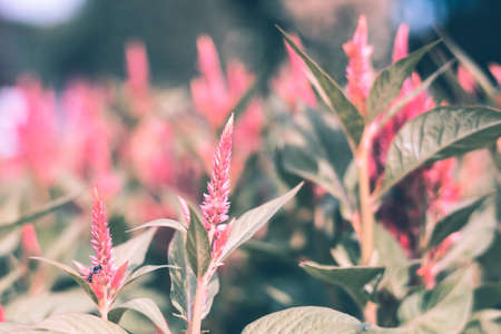 Selective focus colorful flowers for backgroundの写真素材
