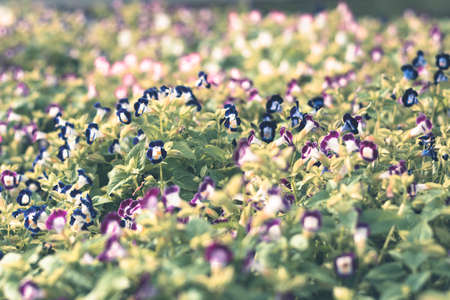 Selective focus colorful flowers for backgroundの写真素材