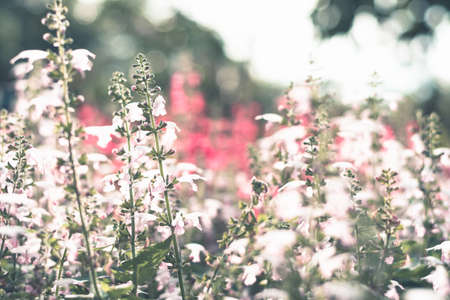 Selective focus colorful flowers for backgroundの写真素材