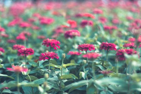 Selective focus colorful flowers for backgroundの写真素材