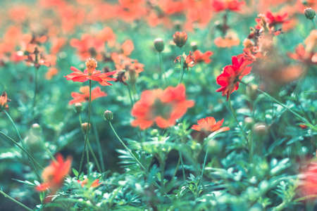 Selective focus colorful flowers for backgroundの写真素材