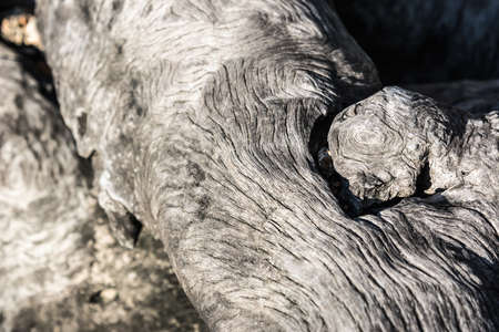 Timber texture for background .の写真素材