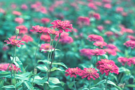 Selective focus colorful flowers for backgroundの写真素材