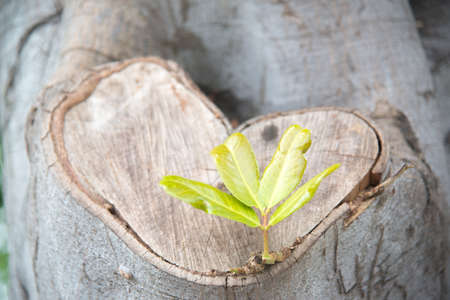 heart shape wood and sproutの写真素材