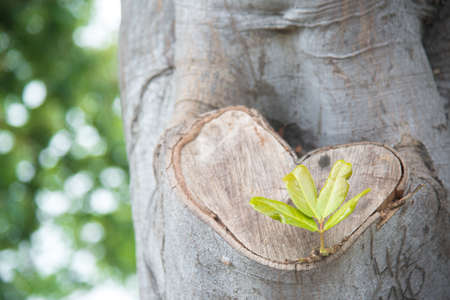 heart shape wood and sproutの写真素材