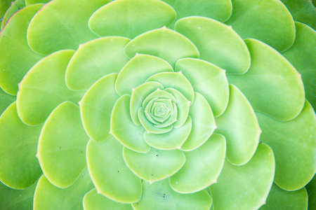 Echeveria