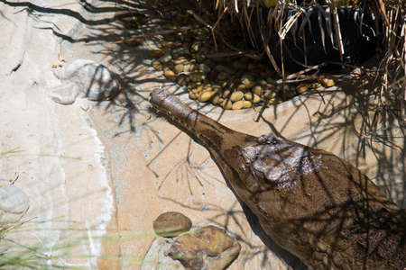 tomistoma