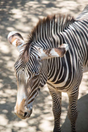 zebraの写真素材
