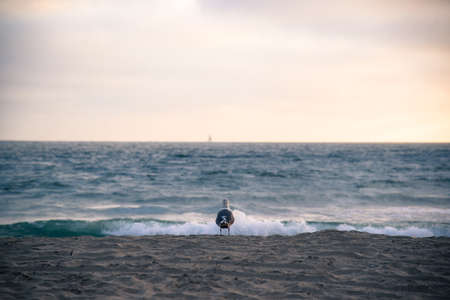 seagull watching ocean at beachの写真素材