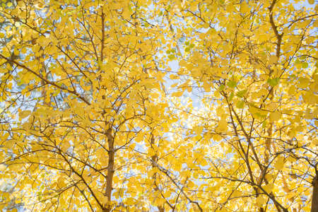 gplden leaves of white birchの写真素材