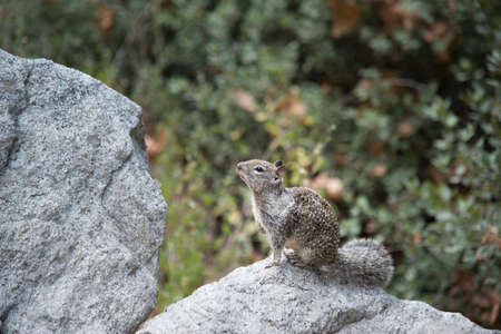 CALIFORNIA GROUND SQUIRRELの写真素材