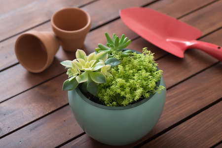 potting succulentの写真素材