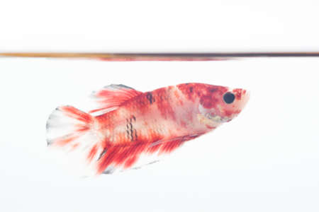 Koi style betta fishの写真素材