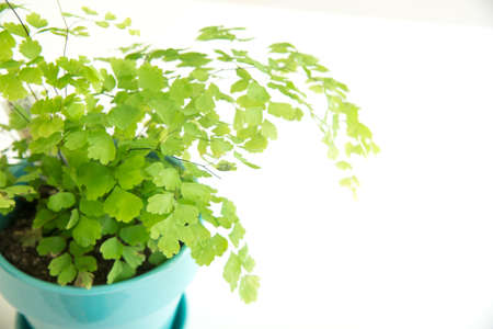 adiantumの写真素材