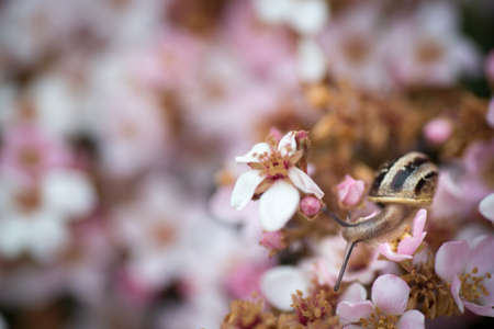 Snail and flowerの写真素材