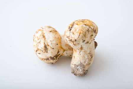 isolated matsutake mushroomの写真素材