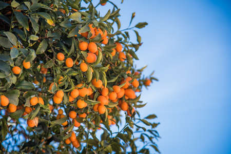 kumquat tree in blue skyの写真素材