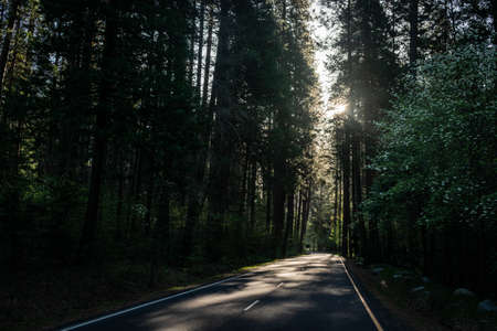 road between woods, yosemite national parkの写真素材