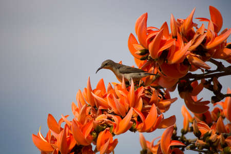 a Beautiful Sunbird female on orange flowerの写真素材