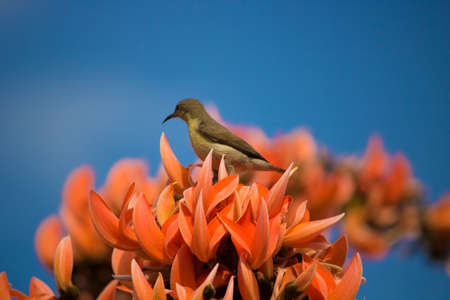 a Beautiful Sunbird female on orange flowerの写真素材