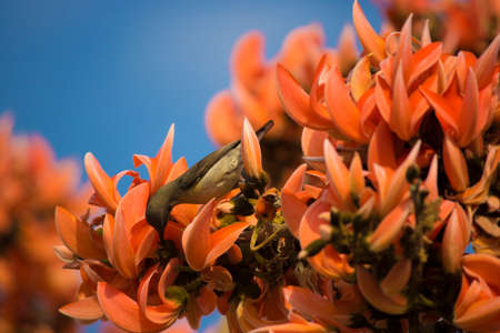 a Beautiful Sunbird female on orange flowerの写真素材