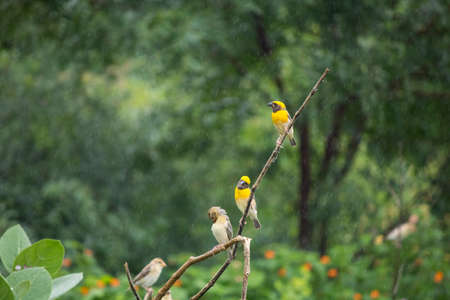 Beautiful Baya weaver Male femaleの写真素材