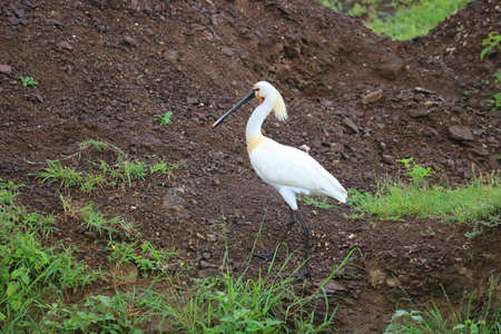 Eurasian Spoonbillの写真素材