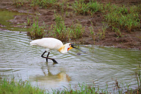 Eurasian Spoonbill  is eating bugsの写真素材