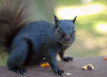 I didn t do it     の写真素材