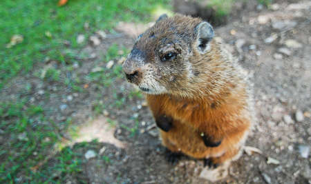 Park buddy gopher の写真素材