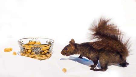 A squirrel tries to get a peanut through the side of a dish rather than just going over the topの写真素材