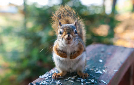 Got any breakfast?の写真素材