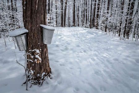 Buckets in a maple woods in March, getting ready  to collect sap.の写真素材